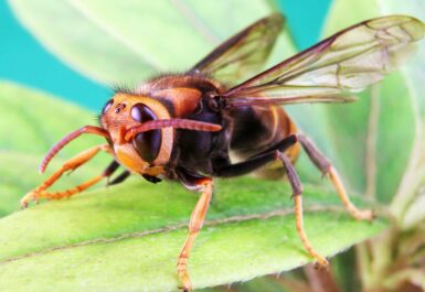 les-abeilles-d-asie-savent-se-defendre-contre-le-frelon-asiatique-corps-noir-et-patt